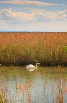 Swan floating in the nature reserve of the Isonzo river mouth on April 25, 2016