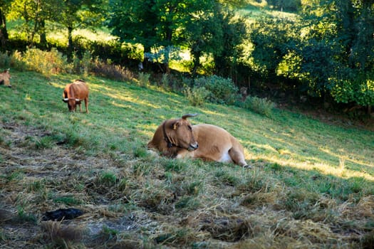 Brown cows grazing in the spanish valley