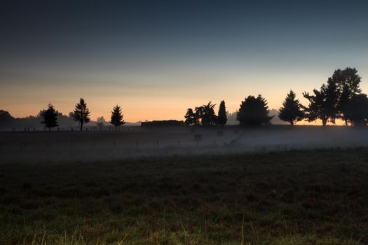Trees silhouette, Sunrise in the Galicia countryside