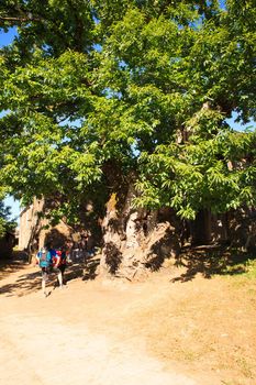 TRICASTELA, SPAIN - AUGUST, 10: Pilgrimn looking big chestnut tree along the way of St. James on 10, 2016