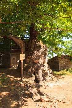 View of big chestnut tree in Tricastela little town along the way of St. James