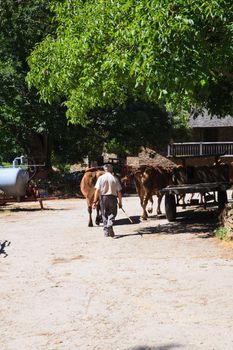 GALICIA, SPAIN - AUGUST, 10: Breeder with his cows on 10, 2016