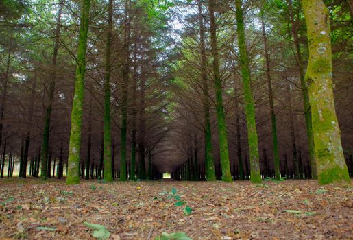 View of fir wood in the spanish countryside