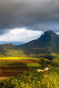 View from the height of the sown fields located on the island of Mauritius.