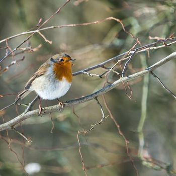 single robin at a sunny and cold winterday on a tree