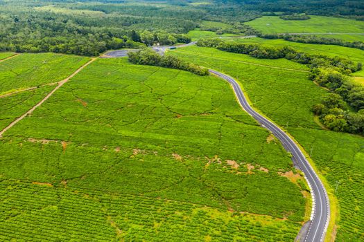 Aerial view from above of a road passing through tea plantations on the island of Mauritius, Mauritius.