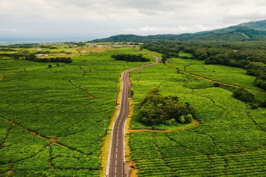 Aerial view from above of a road passing through tea plantations on the island of Mauritius, Mauritius.