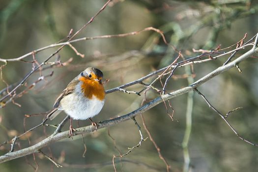 single robin at a sunny and cold winterday on a tree