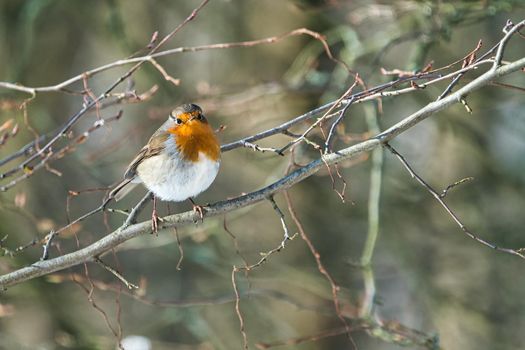 single robin at a sunny and cold winterday on a tree