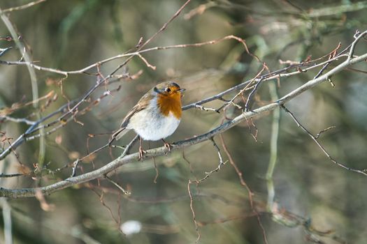 single robin at a sunny and cold winterday on a tree