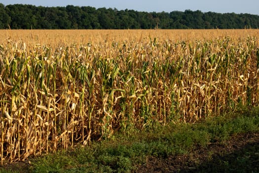 Golden ripe corn field against the background of the dawn sky.