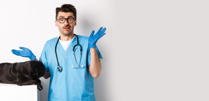 Veterinarian doctor intern in scrubs shrugging, confused how to examine dog, pug lying on table, white background.