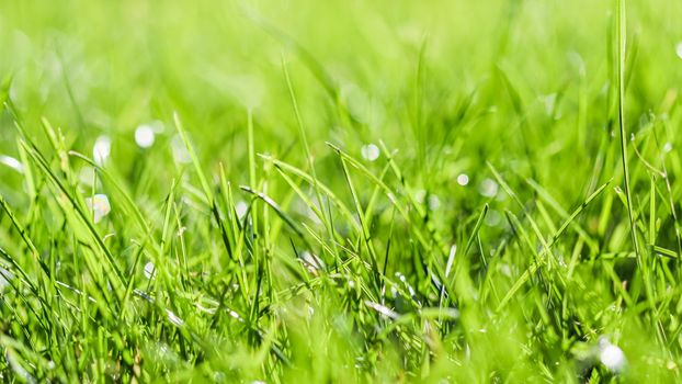 Texture, background, pattern of green grass. Bokeh with light reflection. Natural backdrop