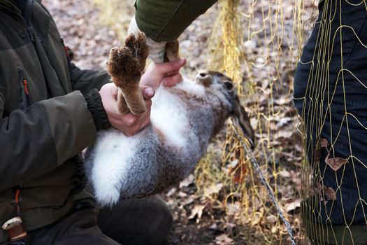 Unleashing the animal from the trap nets. Wild hare caught in a trap net. Hare trapping for relocation. Resettlement of hunting resources.
