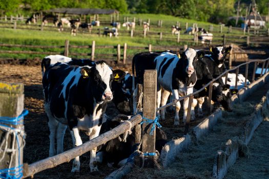 Milk cows on a outdoor farm eating a fresh hay. Modern farm cowshed with milking cows. Dairy cows. Livestock concept