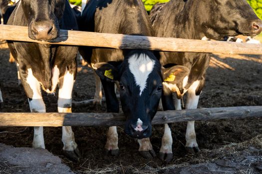 Milk cows on a outdoor farm eating a fresh hay. Modern farm cowshed with milking cows. Dairy cows. Livestock concept