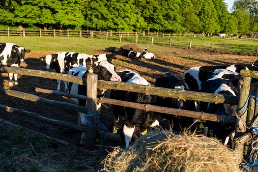 Milk cows in a pen on a farm. Livestock concept. Dairy farm, cattle, feeding cows on farm