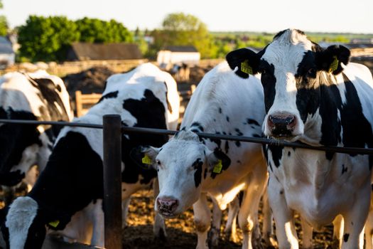 Milk cows in a pen on a farm. Livestock concept. Dairy farm, cattle, feeding cows on farm