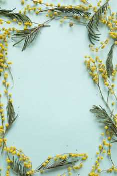 Mimosa twigs are spread out on a mint background. Spring concept. Spring background. A top view of a flat image, place for text.