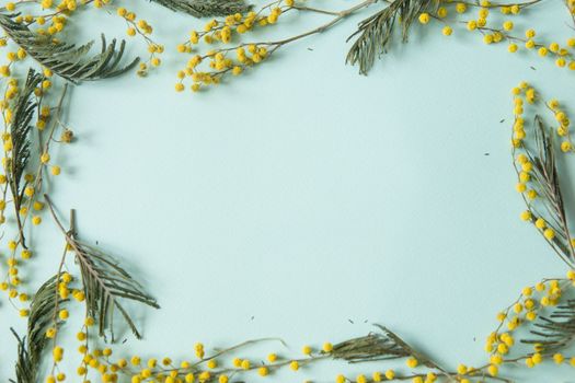 Mimosa twigs are spread out on a mint background. Spring concept. Spring background. A top view of a flat image, place for text.