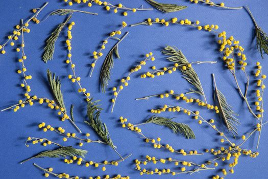 Mimosa twigs are spread out on a blue background. Spring concept. Spring background. A top view of a flat image.