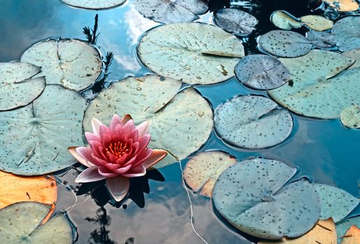 Pink waterlily flower floating  in a dark pond. The water is dark blue and reflects the clouds in the sky