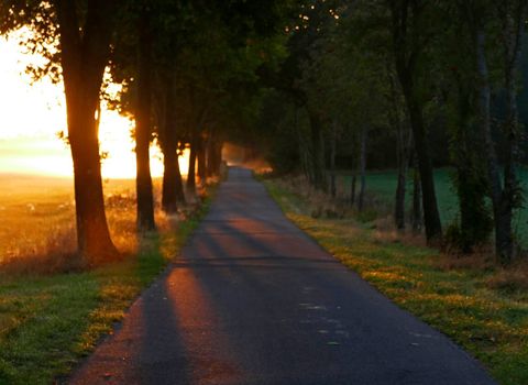 The sun is rising over an agricultural field. A tree lined rural road in Germany gets golden light rays.