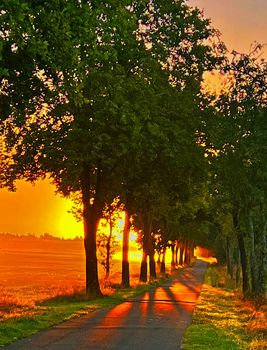 The sun is rising over an agricultural field. A tree lined rural road in Germany gets golden light rays.