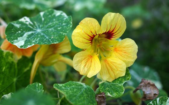 Light yellow tropaeolum majus plant. Nasturtium plant with large yellow-cream colored flowers. Eye-catching variety with marbled white-green leaves