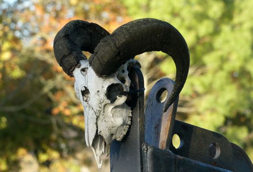 Skull of a ram with black horns. The background is blurred. The horns are black. This skull was attached to the front of a ship