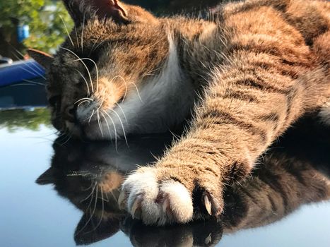 Totally relaxed tabby cat stretching out his paw and nails. He lies on a car roof and is reflected in it.