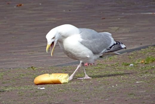 European herring gull,  who fanatically defends his great treasure, half a baguette.