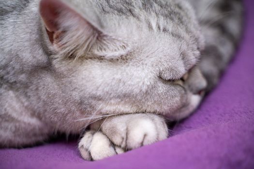 scottish straight cat is sleeping. Close-up of a sleeping cat muzzle, eyes closed. Against the background of a purple blanket. Favorite Pets, cat food