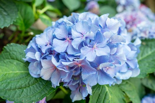 Fresh blossom hydrangea flowers in the garden.