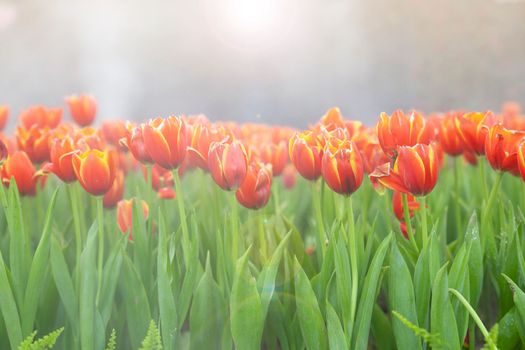 Orange colored tulip in the garden.