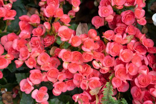 The red colored begonias (Begonia tuberhybrida) in garden