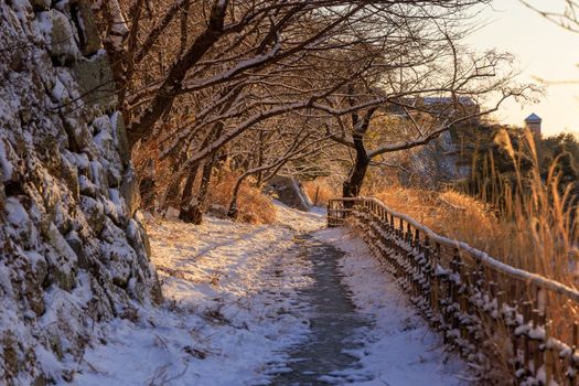 Golden early morning light on snow covered path by stone wall and bare trees. High quality photo