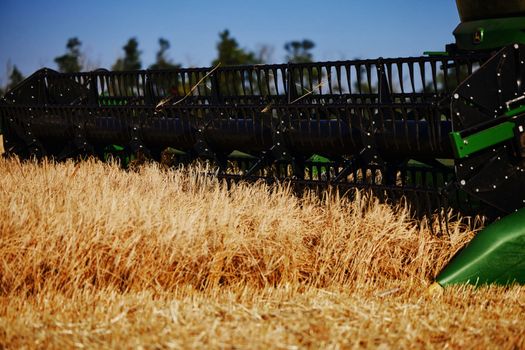 Agricultural combine harvester in the field during harvest ripe wheat. Combine working on a wheat field. Harvester during harvesting. Combine Harvester harvesting crops, Closeup of the harvesting tool
