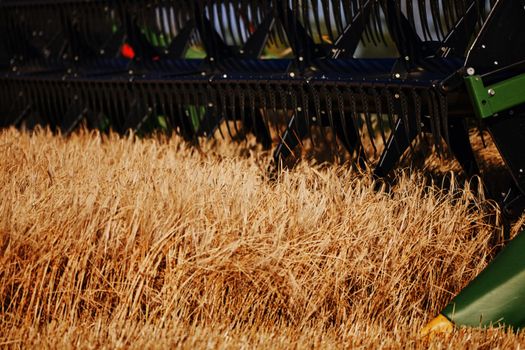 Agricultural combine harvester in the field during harvest ripe wheat. Combine working on a wheat field. Harvester during harvesting. Combine Harvester harvesting crops, Closeup of the harvesting tool