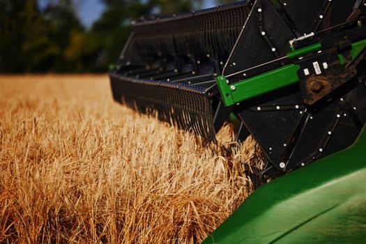 Agricultural combine harvester in the field during harvest ripe wheat. Combine working on a wheat field. Harvester during harvesting. Combine Harvester harvesting crops, Closeup of the harvesting tool