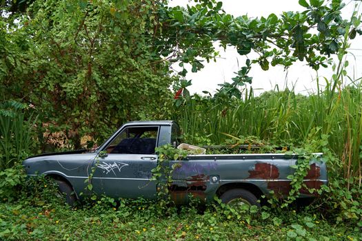 A long abandoned pickup truck in the woods has become overgrown with bushes.