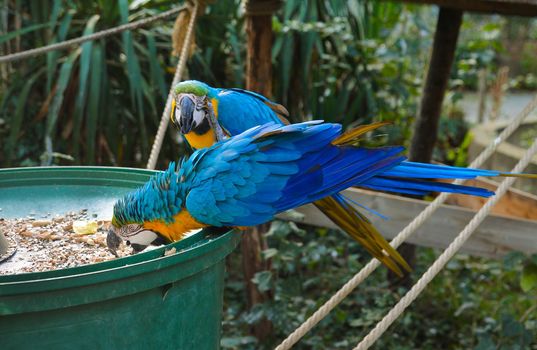 Two colorful blue parrot macaw eating food in the big bowl