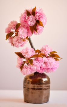 Beautiful cherry blossom rose flowers in a vase.