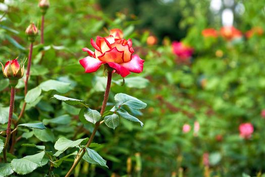 a prickly bush or shrub that typically bears red, pink, yellow, or white fragrant flowers, native to north temperate regions