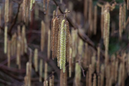 Close-up of yellow flowering hazelnut catkins on blurred background