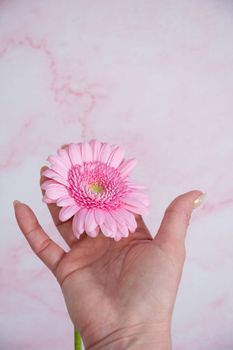 Hands of a woman with imperfect manicure with gel polish on a background of pink gerbera. High quality photo