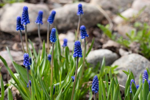 Early spring bulbous blue Muscari flowers in a small rockery in the garden.
