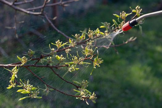 Spring spraying of fruit trees on buds for the prevention of diseases and pests.