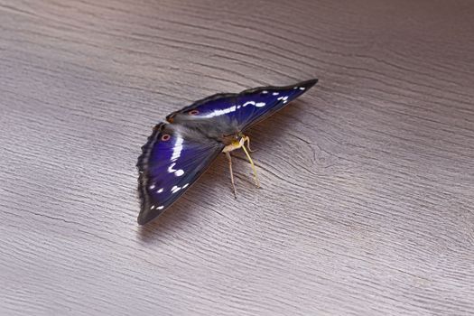 Beautiful butterfly Apatura iris with a blue tint on the wings.