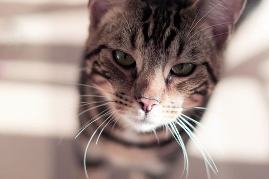 beautiful Bengal cat with a marble color in the rays of the sun in the room pets luxury conditions. High quality photo